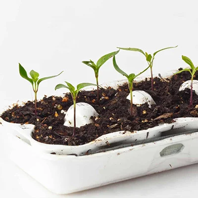 seedling culture