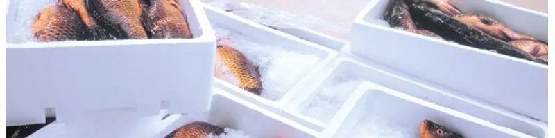 EPS is Often Used for Fishboxes as it Protects the Fish and Keeps it Cold