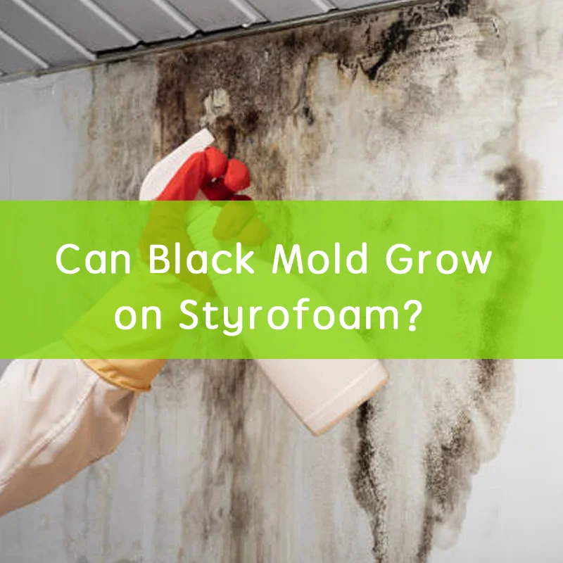 Can Black Mold Grow on Styrofoam