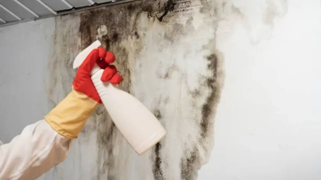 how to remove black mold from foam