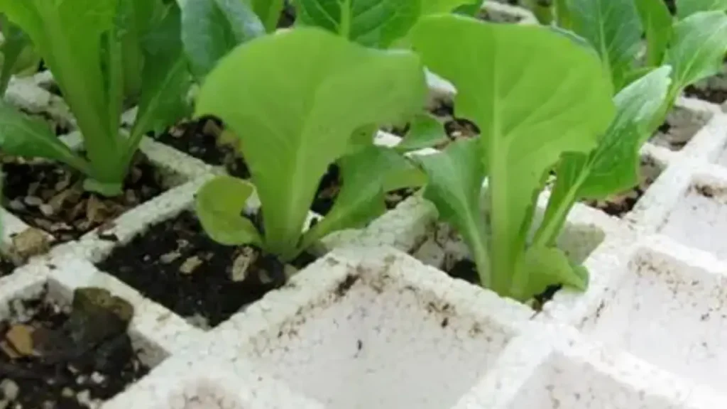 wholesale eps seed tray